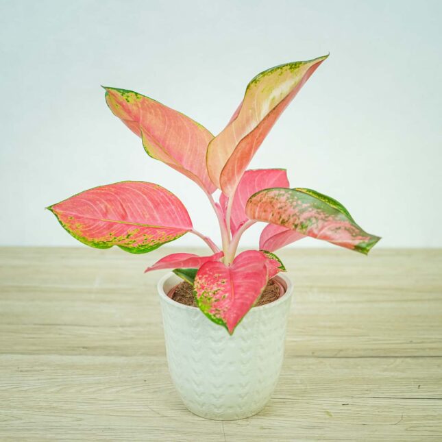 aglaonema-pink-star aglaonema-pink-star
