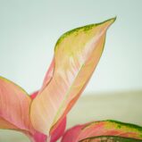 aglaonema-pink-star