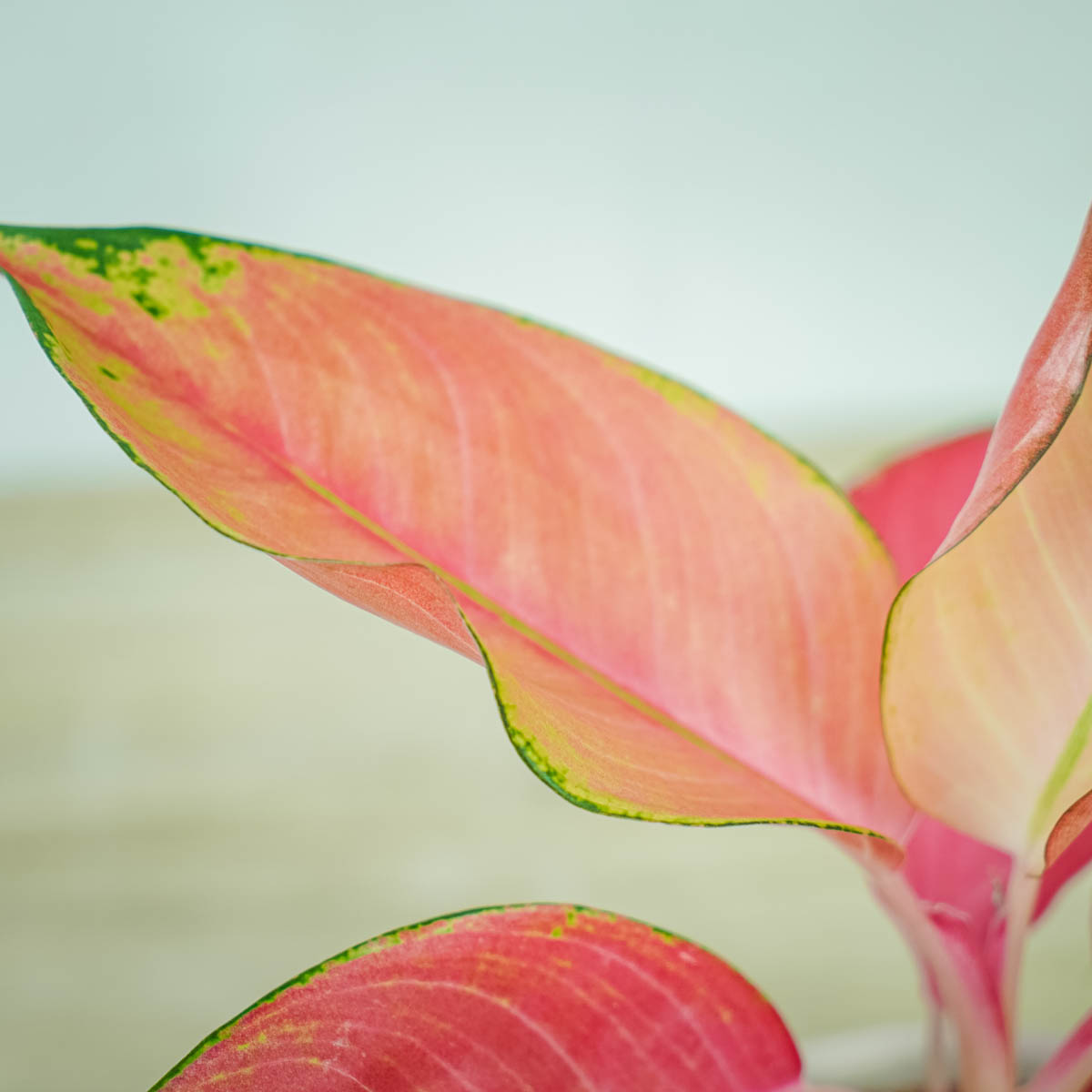 Aglaonema pink star