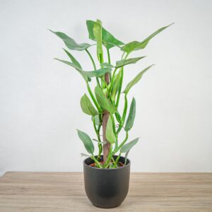philodendron-hastatum-silver-queen