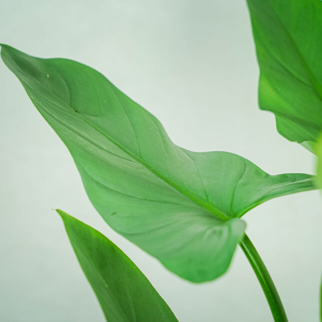 philodendron-hastatum-silver-queen philodendron-hastatum-silver-queen