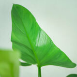 philodendron-hastatum-silver-queen