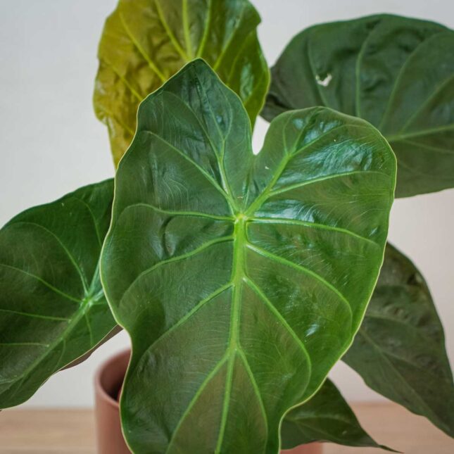 alokazja-wentii-alocasia alokazja-wentii-alocasia