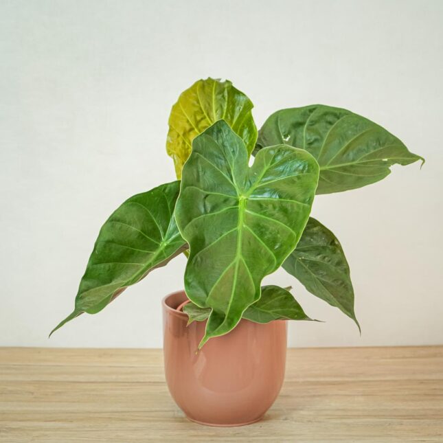 alokazja-wentii-alocasia