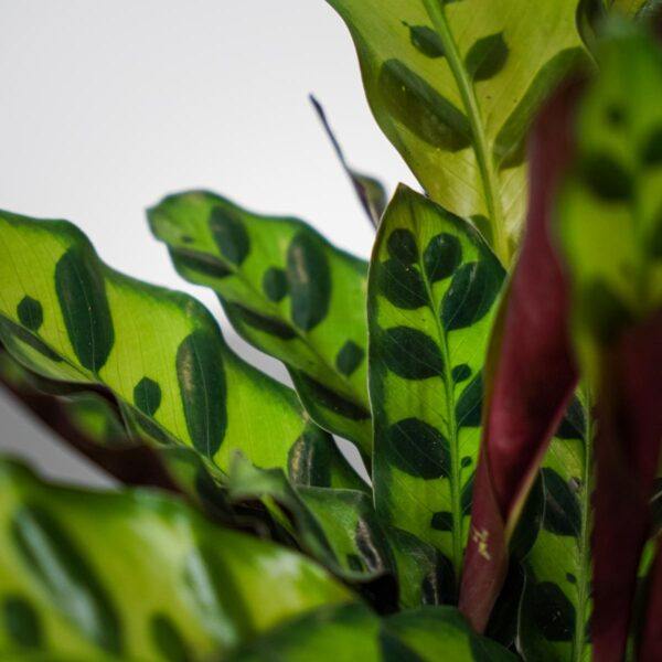 calathea-lancifolia (2) calathea-lancifolia