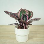 calathea-roseopicta-surprisestar
