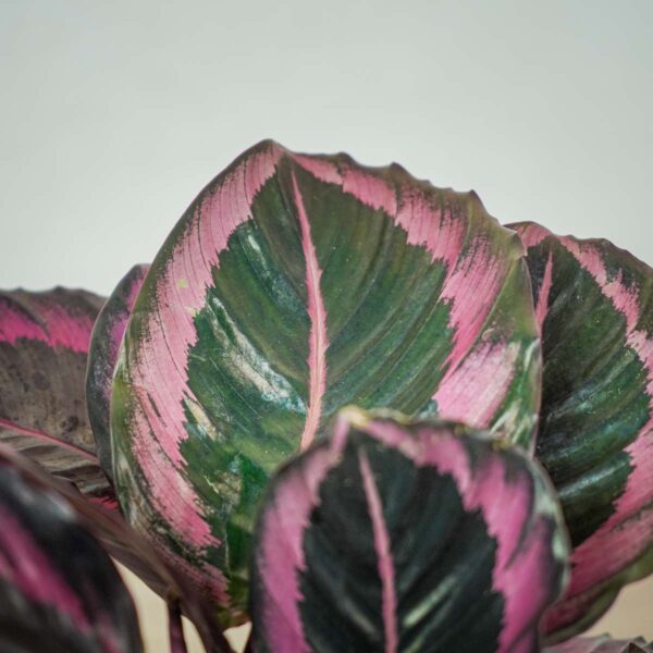 calathea-roseopicta-surprisestar (2) calathea-roseopicta-surprisestar