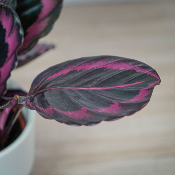 calathea-roseopicta-surprisestar (3) calathea-roseopicta-surprisestar