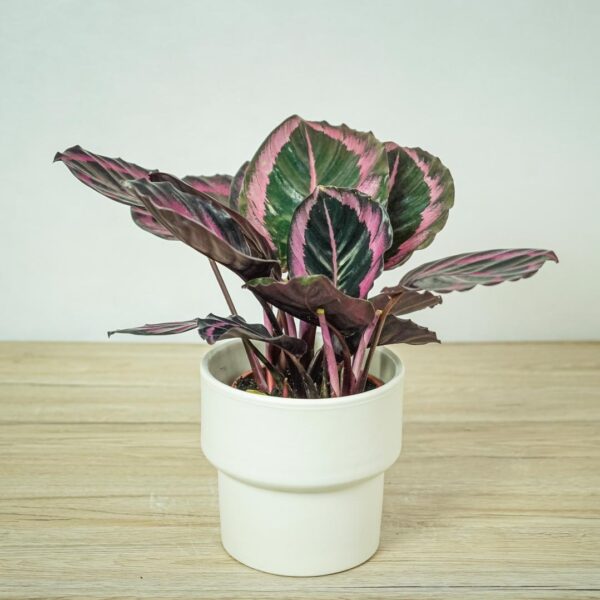 calathea-roseopicta-surprisestar calathea-roseopicta-surprisestar