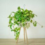 cissus-rombolistny-ellen-danica-cissus-rhombifolia
