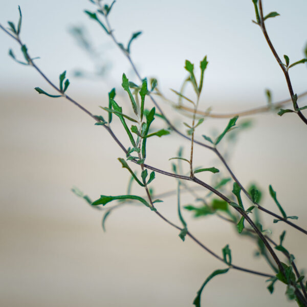 corokia-cotoneaster (2) corokia-cotoneaster