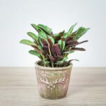 ctenanthe-amagris-burle-marxii