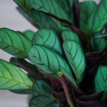 ctenanthe-amagris-burle-marxii