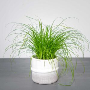 cyperus-zumula-kocia-trawa