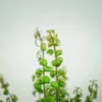 eszynantus-twister-aeschynanthus