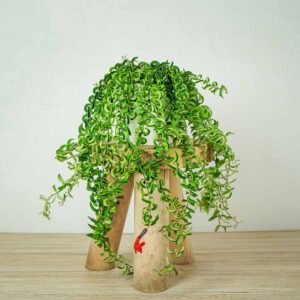 eszynantus-twister-aeschynanthus
