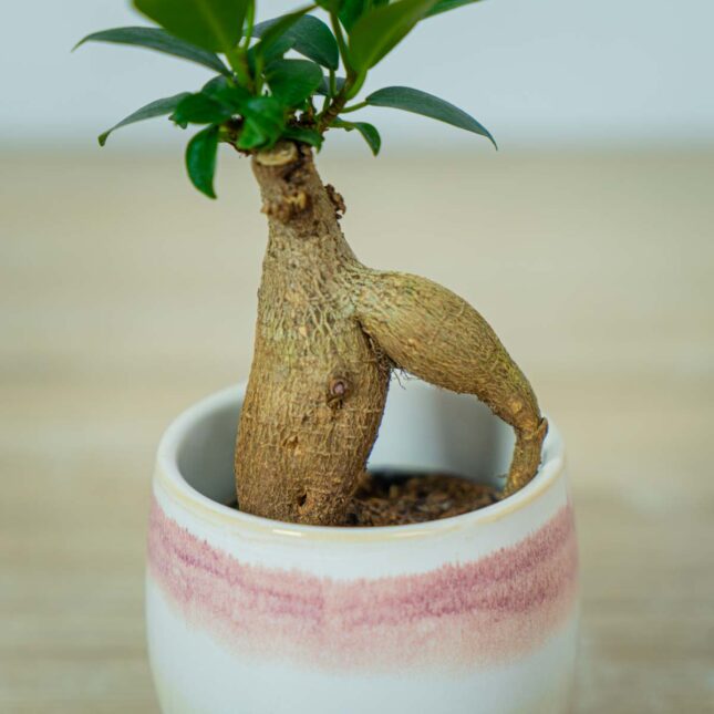 fikus-microcarpa-ginseng-baby-ficus (2) fikus-microcarpa-ginseng-baby-ficus