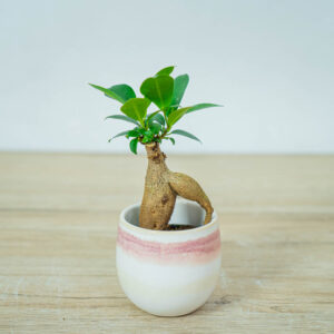 fikus-microcarpa-ginseng-baby-ficus