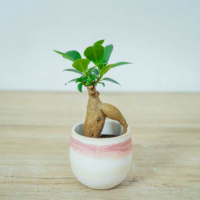 fikus-microcarpa-ginseng-baby-ficus fikus-microcarpa-ginseng-baby-ficus