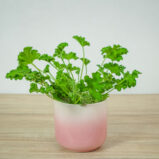 geranium-rose-anginka-pelargonium-capitatum
