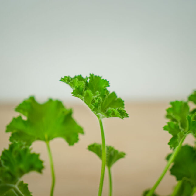 geranium-rose-anginka-pelargonium-capitatum (2) geranium-rose-anginka-pelargonium-capitatum