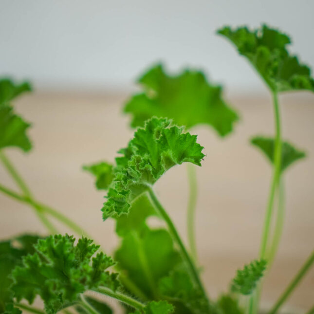 geranium-rose-anginka-pelargonium-capitatum (3) geranium-rose-anginka-pelargonium-capitatum