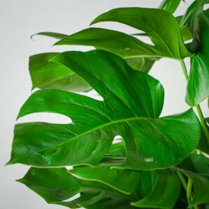 monstera-deliciosa