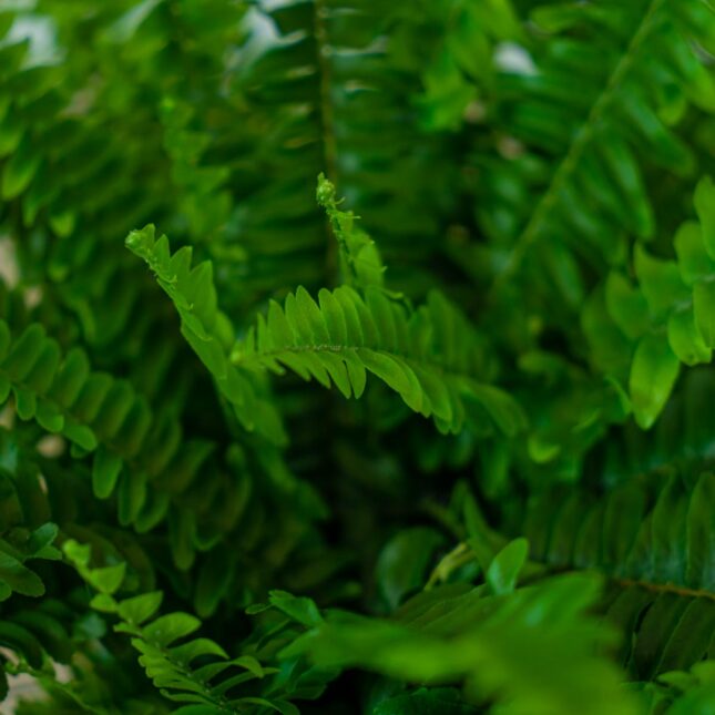 paproc-nephrolepis (2) paproc-nephrolepis