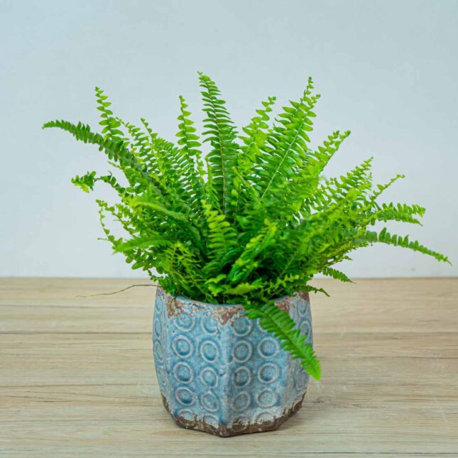 paproc nephrolepis