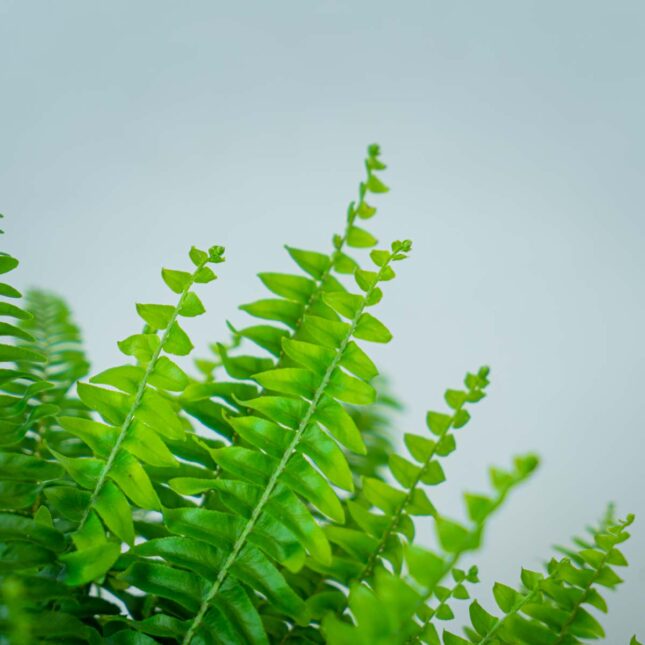 paproc-nephrolepis (3) paproc-nephrolepis