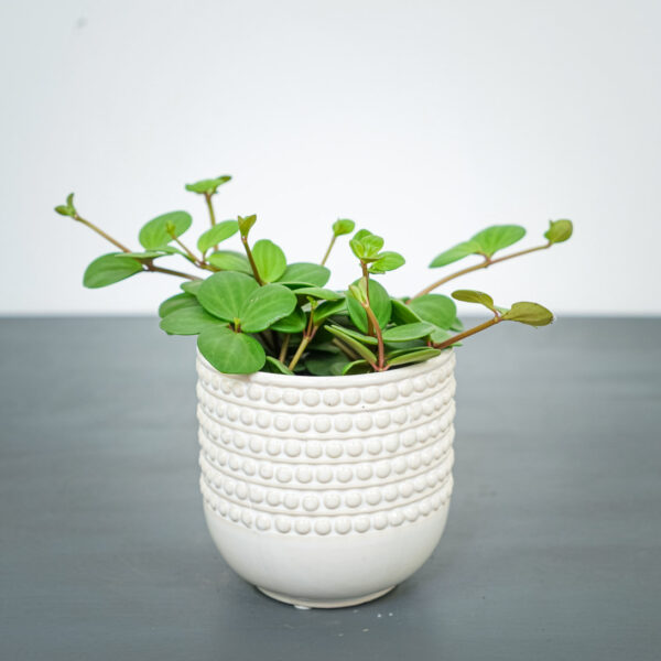 peperomia-tetraphylla-hope peperomia-tetraphylla-hope