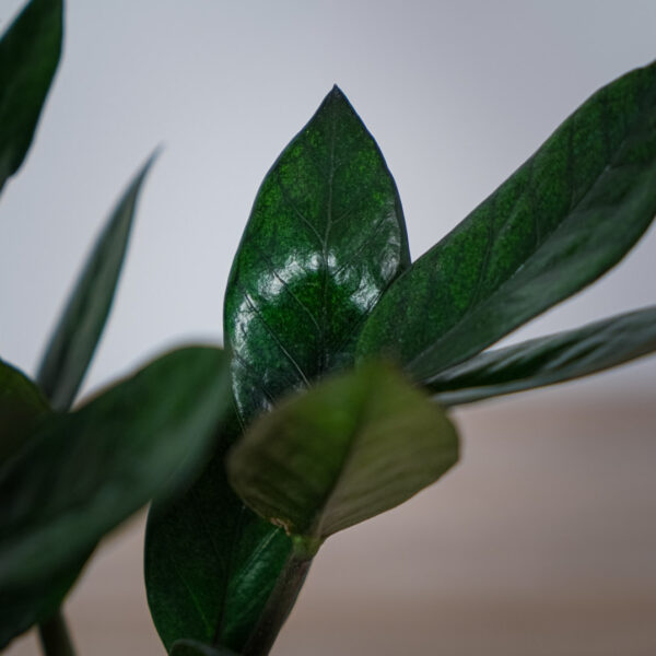 zamioculcas-supernova-zamiokulkas (2) zamioculcas-supernova-zamiokulkas