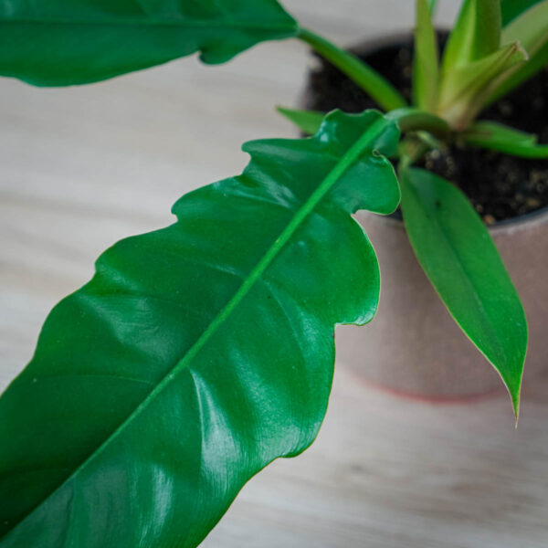 philodendron-narrow philodendron-narrow