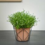gipsowka-polna-gypsophila-muralis