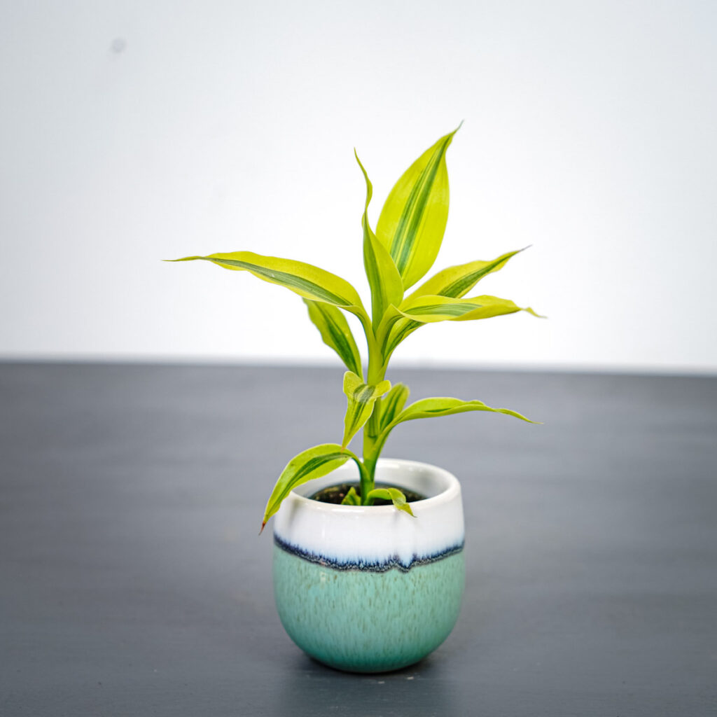 dracena-sanderiana-gold-dracaena