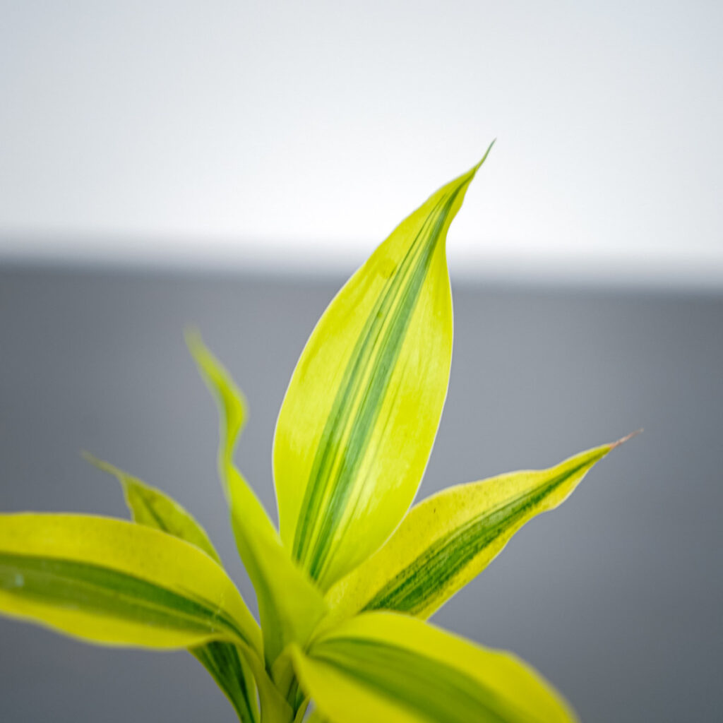 dracena-sanderiana-gold-dracaena