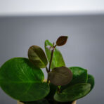 hoya-australis-baby