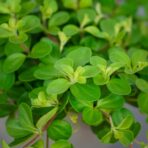 peperomia-rotundifolia