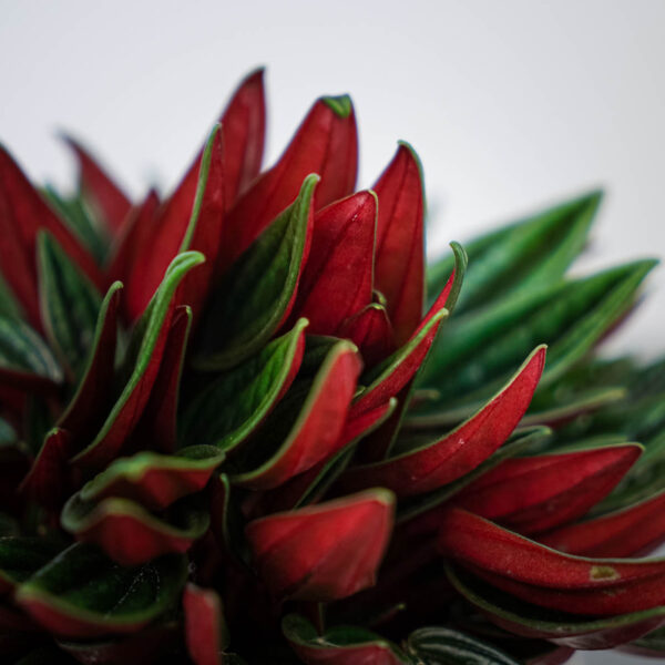 peperomia-rosso peperomia-rosso