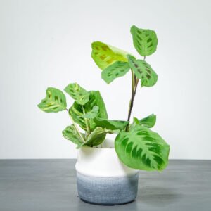 Maranta leuconeura kerchoveana variegata