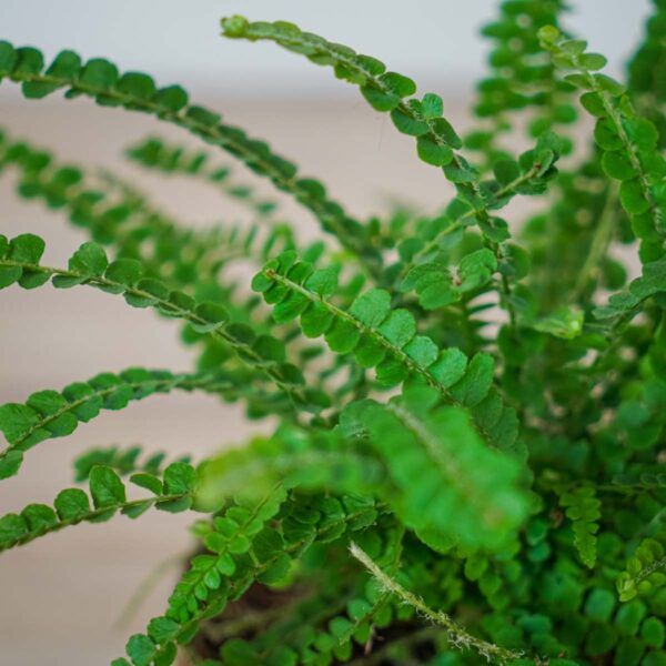 paproc-duffy-nephrolepis-cordifolia (2) paproc-duffy-nephrolepis-cordifolia