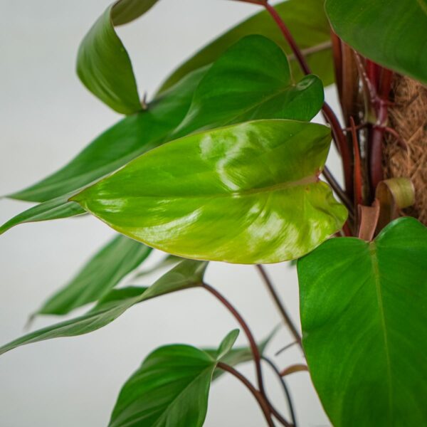 philodendron-red-emerald-na-paliku (2) philodendron-red-emerald-na-paliku