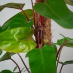 philodendron-red-emerald-na-paliku