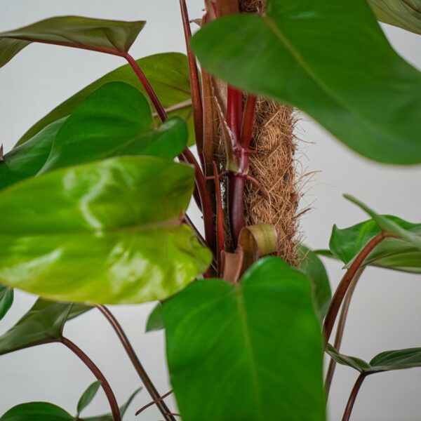 philodendron-red-emerald-na-paliku (4) philodendron-red-emerald-na-paliku