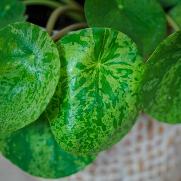 pilea-peperomioides-variegata-mojito-pieniazek (2) pilea-peperomioides-variegata-mojito-pieniazek