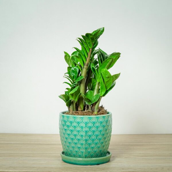 zamioculcas-zamiifolia-zenzi