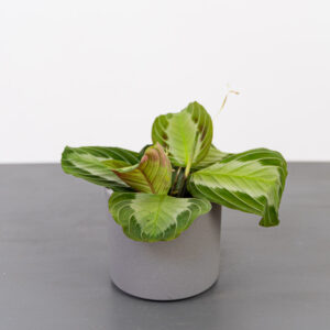 Maranta silver band