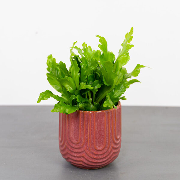 paproc-zanokcica-asplenium-nidus-campio paproc-zanokcica-asplenium-nidus-campio