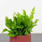paproc-zanokcica-asplenium-nidus-campio