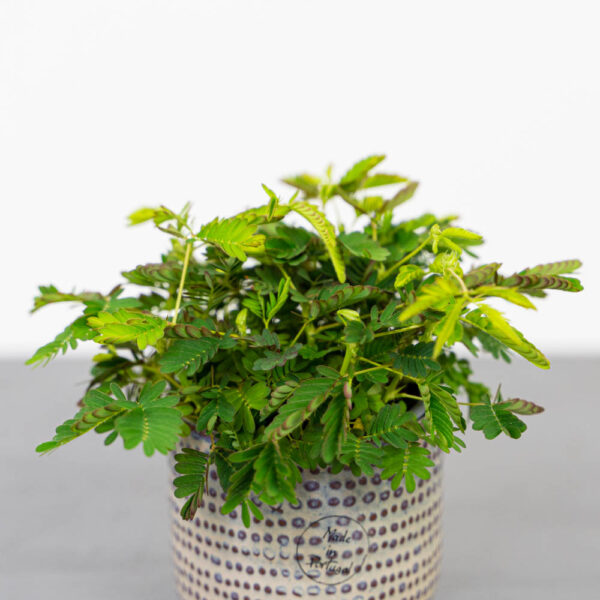 mimoza-wstydliwa-mimosa-pudica mimoza-wstydliwa-mimosa-pudica
